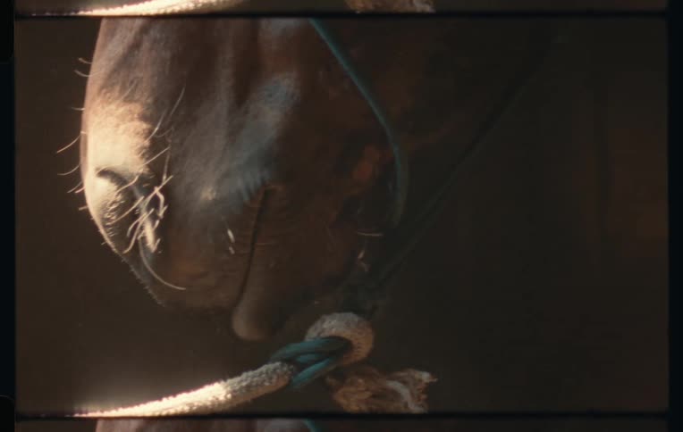 A close up of a horses face