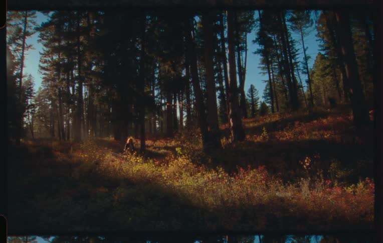 Woman with a dog walking in the middle of a forest