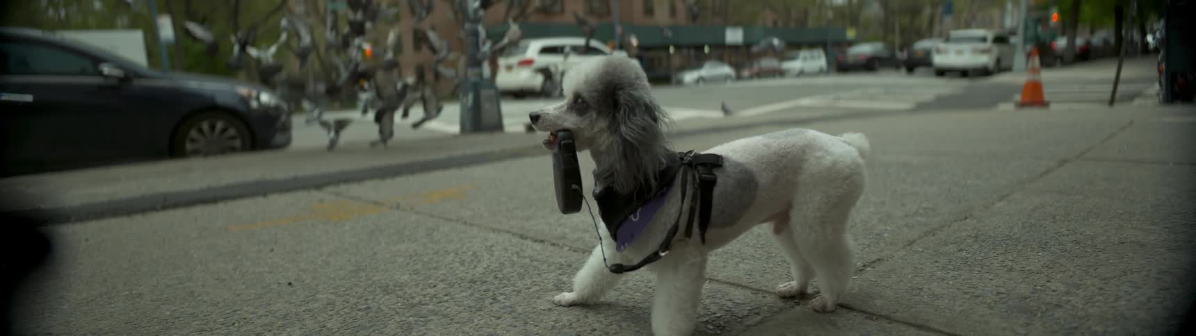 A dog laying on cement in a town and holding a leash in his mouth
