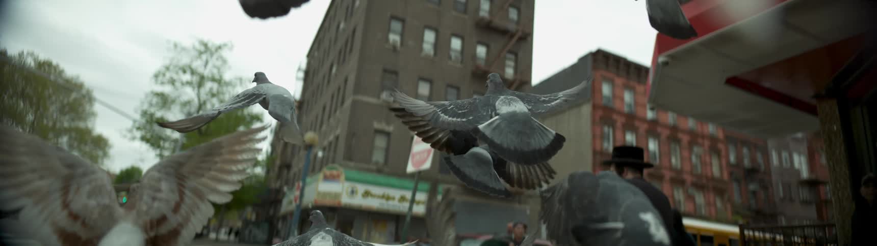Many pigeons flying around above a city street