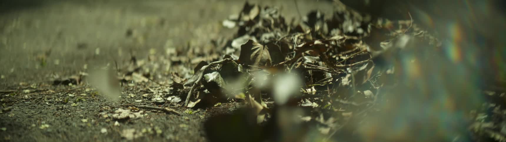 Leaves blowing on the ground on a windy day
