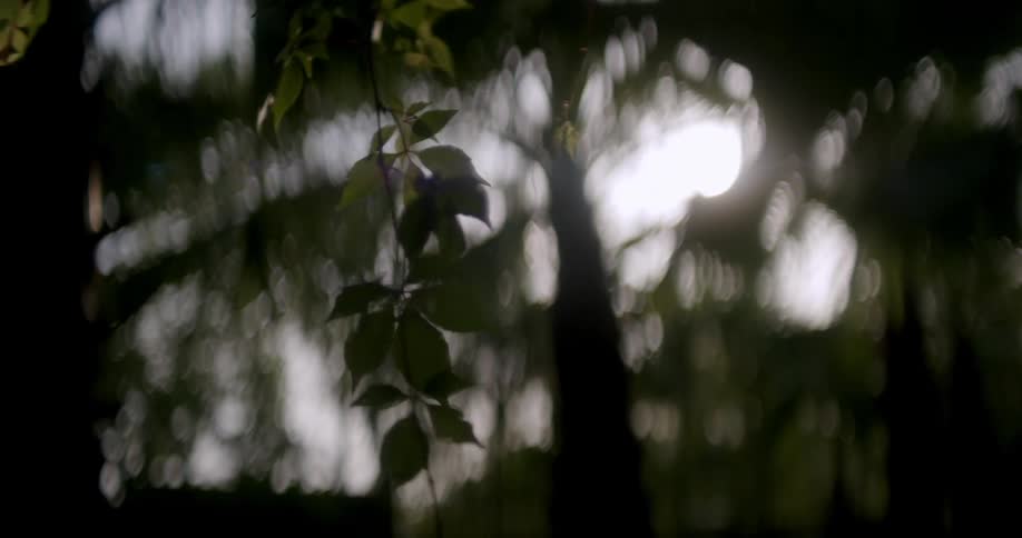 Green leaves of a forest with reflection of the sun
