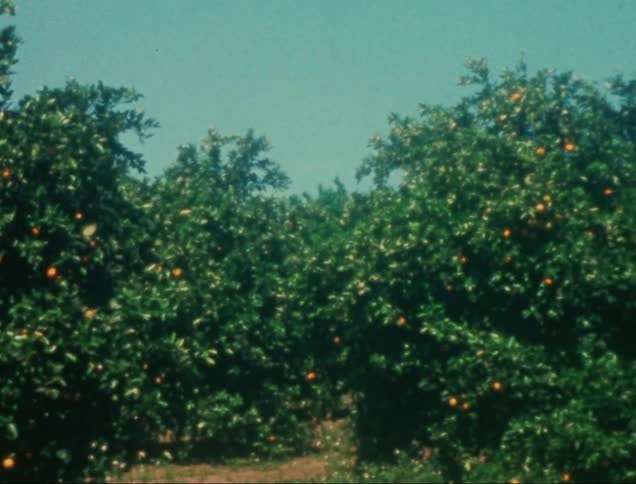 A lush orange trees laden with ripe orange fruits against a clear blue sky