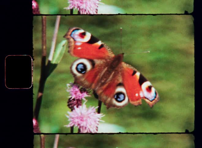 Close up of a butterfly with open red wings on a pink flower