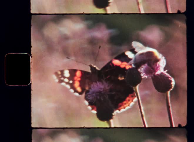 A butterfly and bee land perch on different flowers