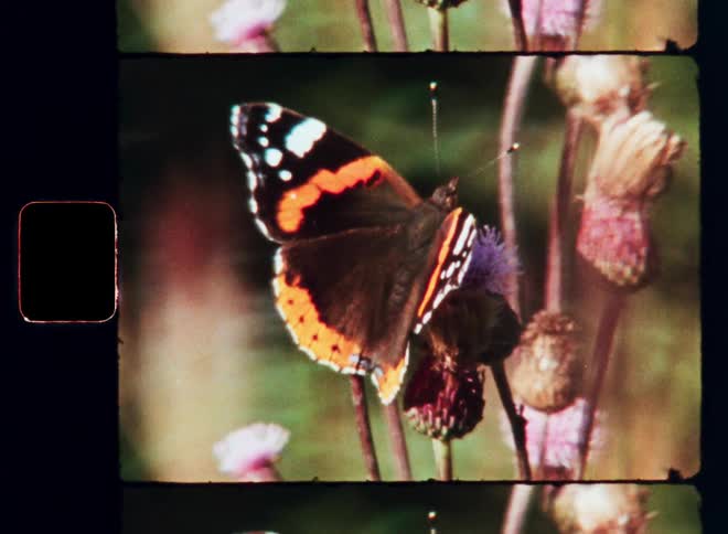 A vibrant red admiral butterfly with intricate wing patterns is perched on a purple thistle flower its wings partially open