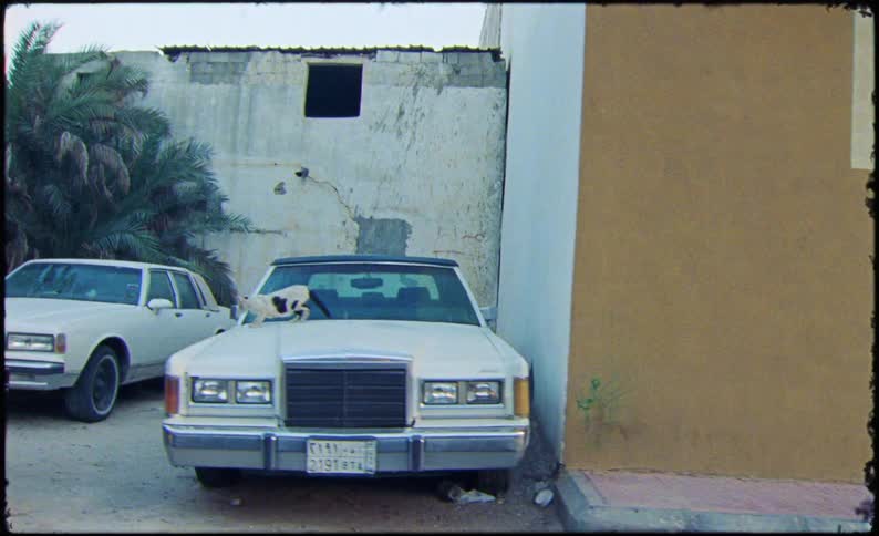 Cat walking on the hood of a classic car