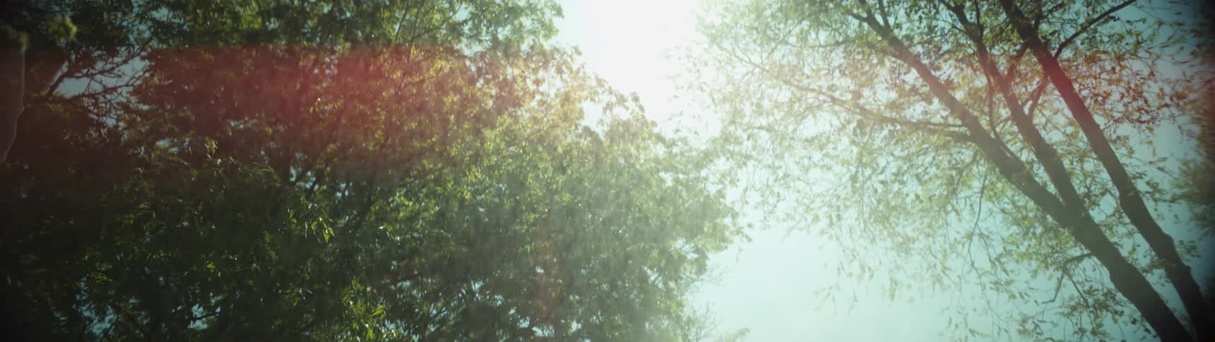 Sunlight shines through the trees standing overhead
