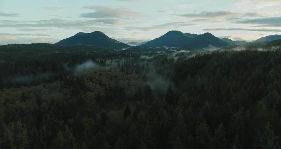 An aerial clip of a forest