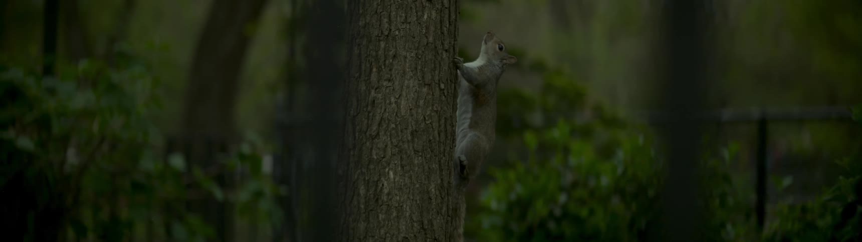 A squirrel climbs up a tree trunk