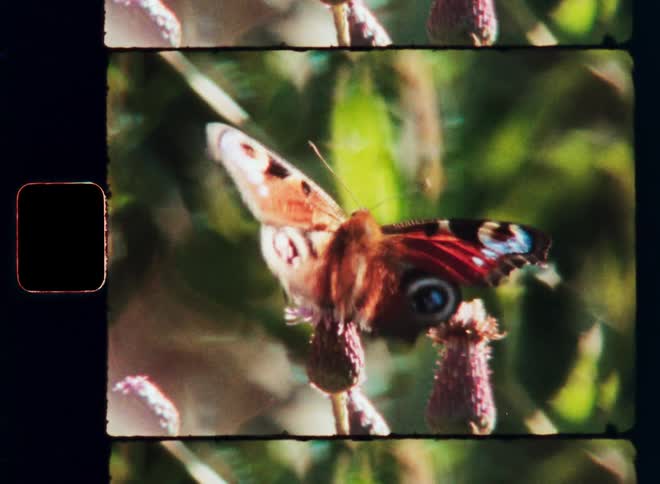 A large butterfly pollinates a pink flower on a summer day