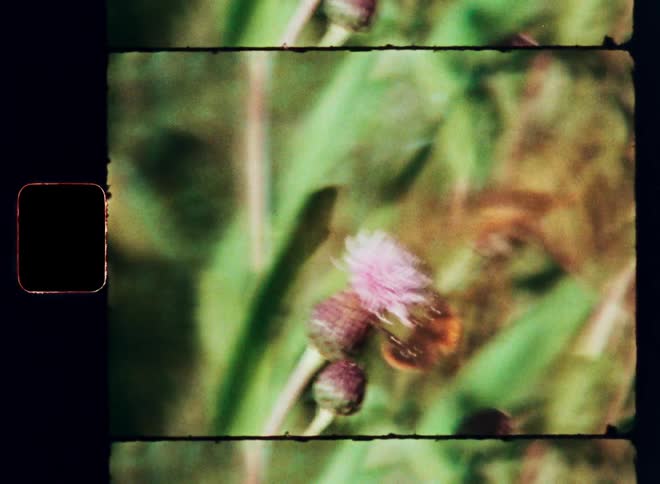 A bumblebee chasing a butterfly away from a purple thistle flower