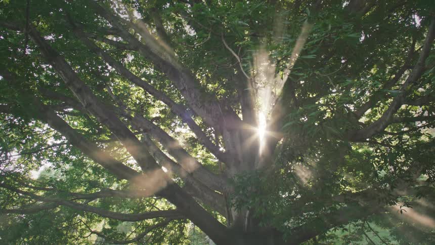 Sunlight streaming through the leaves of a large leafy tree