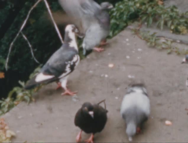 Pigeons eating on the ground