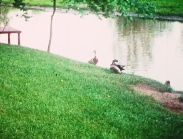 Two ducks stand on a grassy slope near a calm pond