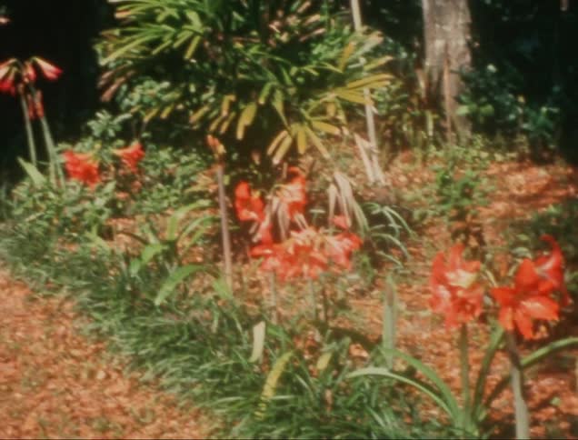 Several red flowers in the woods