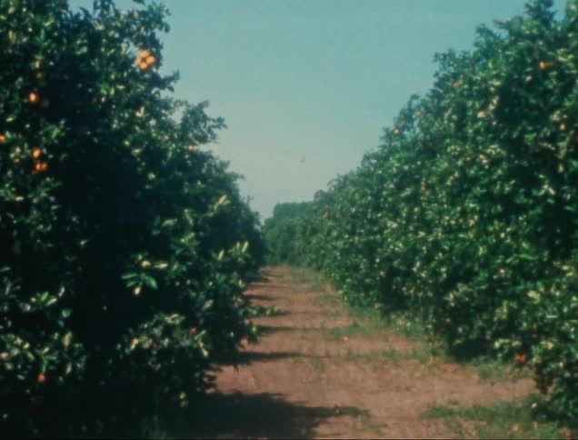 Trail in an orange plantation agricultural area