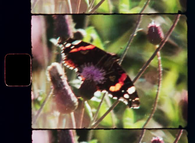 A red admiral butterfly with its wings open is perched on a purple flower surrounded by green leaves and stems