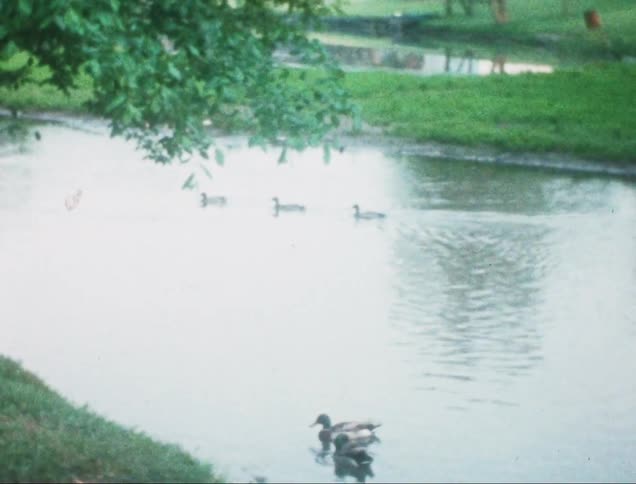 Group of ducks swimming in a body of water during spring