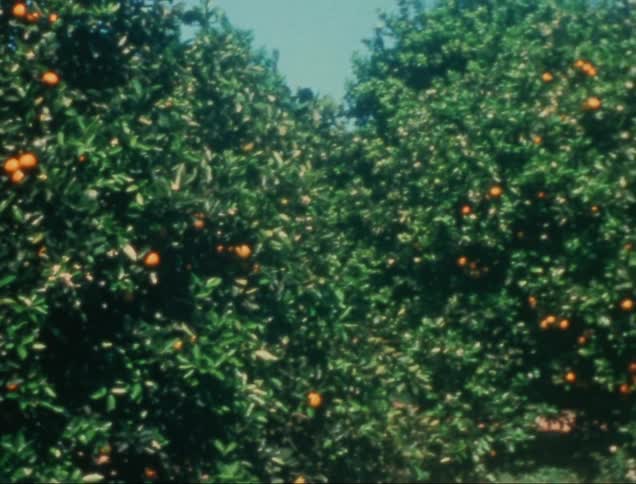 A grove of orange trees