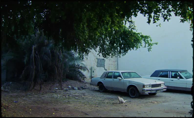 Classic cars parked next to a white cat