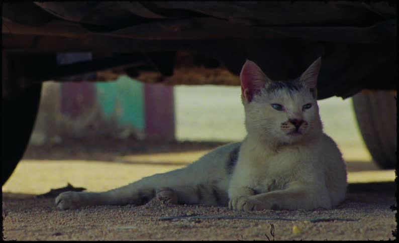 A cat sits under a vehicle outside
