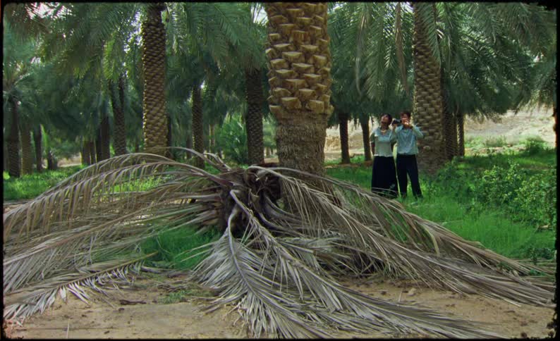 A male and female are standing with a camera taking video of a palm tree