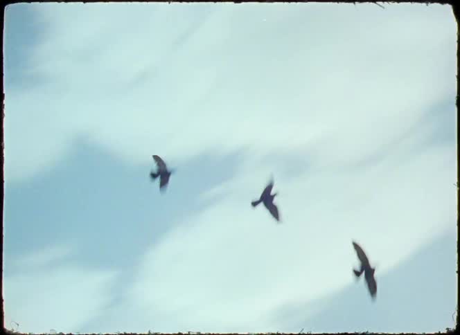 Birds flying against a blue sky with clouds