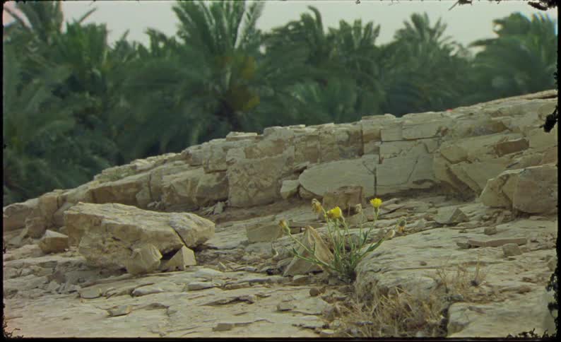 Wind in the jungle behind a rock wall with a flower growing from a crack in the ground