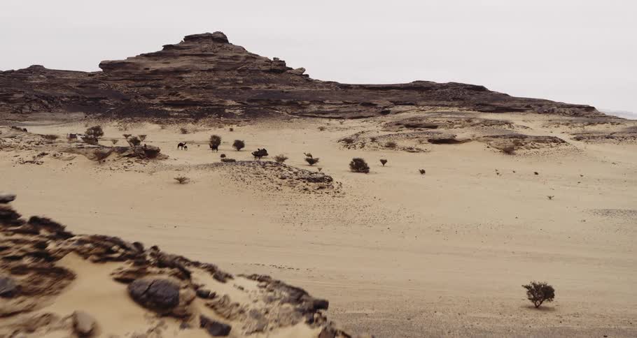A camera flies over a desert view of wild animals, camels and shrubs in Saudi Arabia