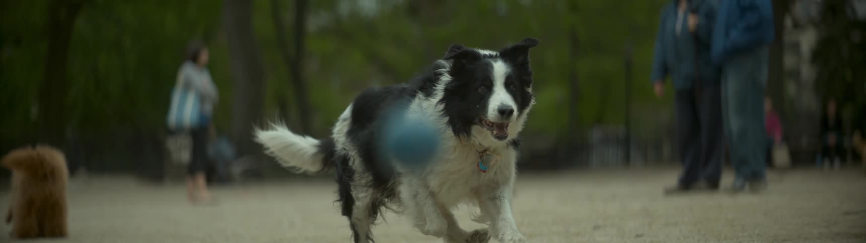 A dog is chasing a ball in a park