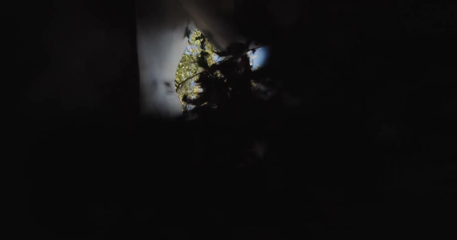 Upward view of inside a cardboard box and a child pouring dry leaves