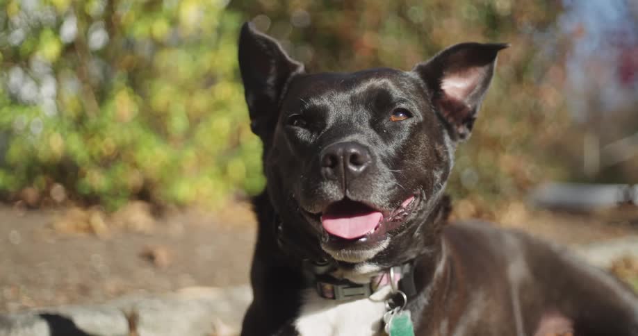 Close up of a black fur dog