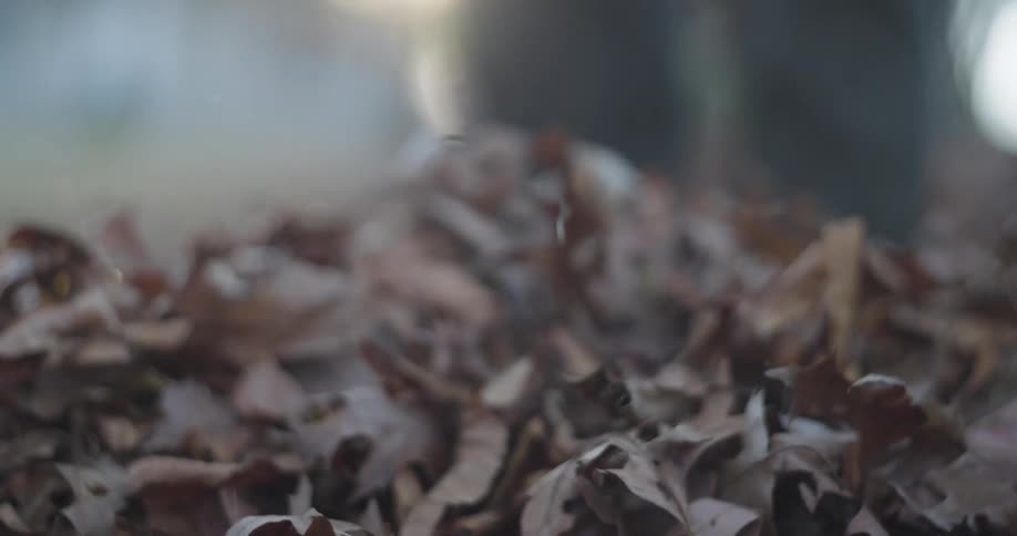 A green leaf rake scoops up a pile of dry brown leaves