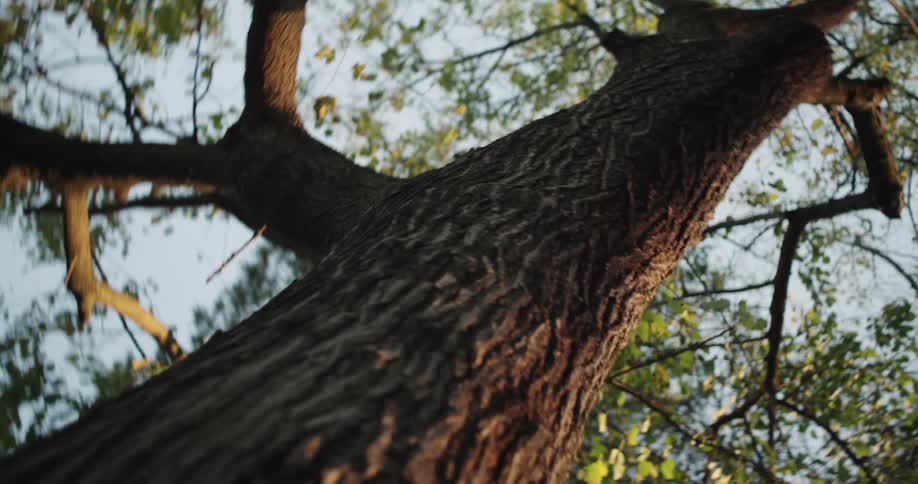 Upward view of a tree with a wide trunk against a blue sky