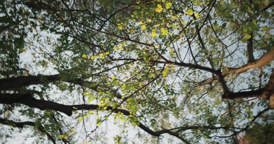 Tree branches with green leaves against a clear blue sky