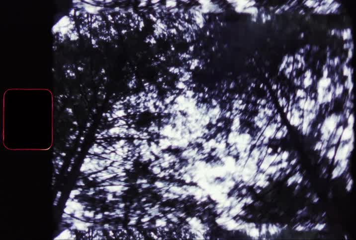 Upward view of trees against a sky