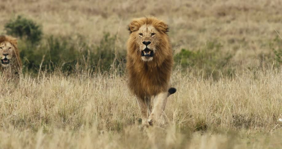 A clip of a lion in the jungle