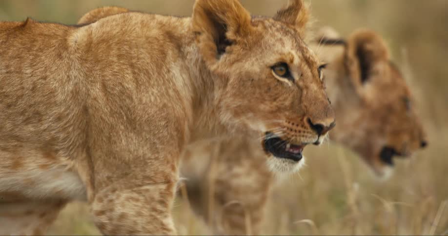 Lionesses walks through the brown grass of the savanna together