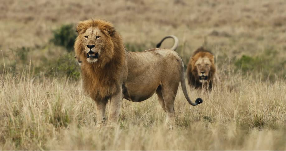 Two male lions standing tall in a golden savanna