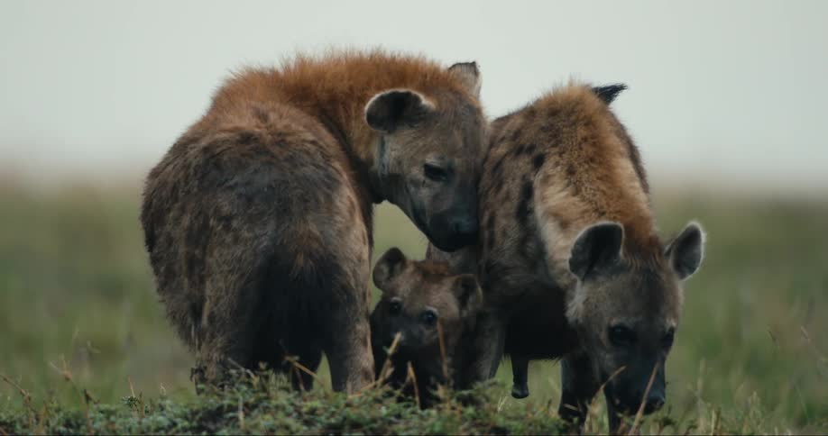 A trio of spotted hyenas including a young cub huddle together in the african savanna