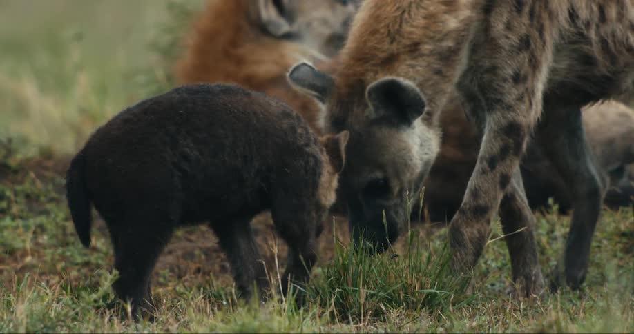 Baby hyena in the jungle among adults