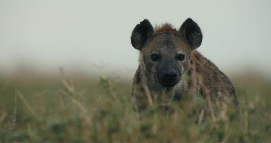 A hyena looks at the camera