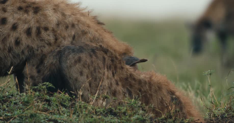 A close up clip of hyenas