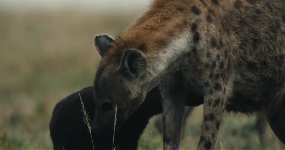 A spotted hyena stands protectively over a young cub in the african savanna
