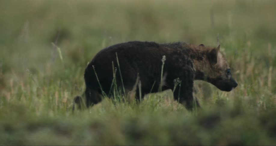 Hyena puppy walking through grass in the savanna