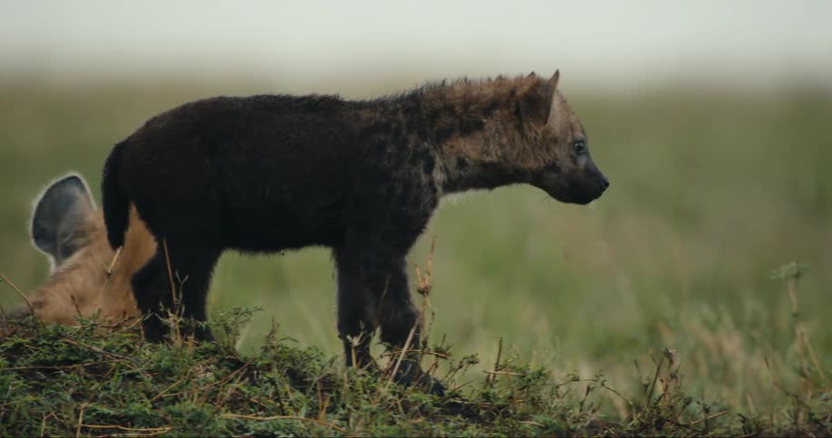 Young hyena explores while the adults lie down in the grass
