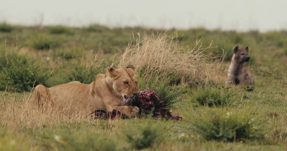 Lioness eating the meat of an animal with a wild dog in the background