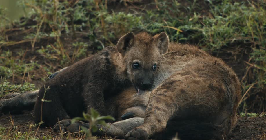 Hyena puppy suckling