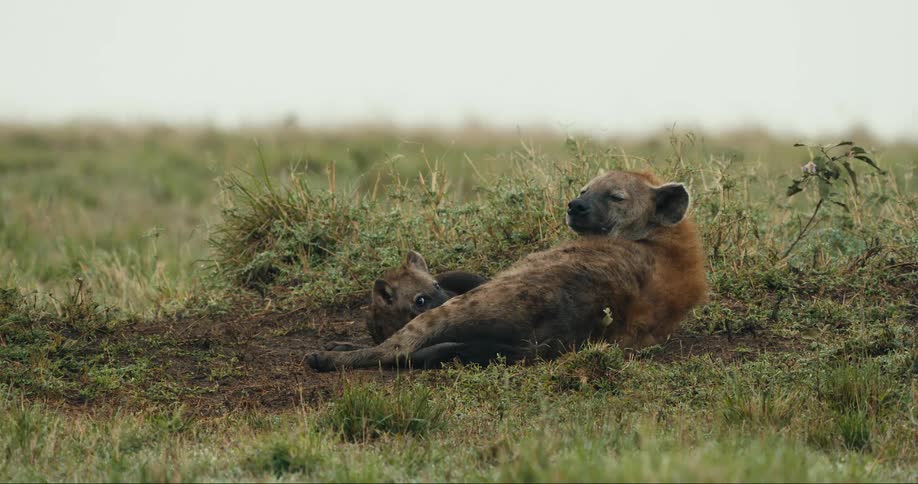 A hyena mother lounges peacefully in the savanna while her playful cub explores the surrounding grasses